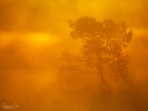 Tree in a sea of fog.