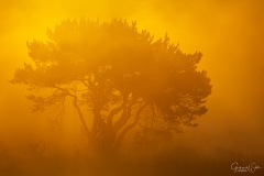 Fog during sunrise.