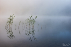 Gras in het water.