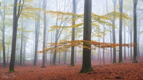 Autumn colored tree.