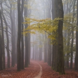 Forest trail in autumn colors.