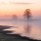 Tree on waters edge.