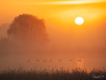 Ganzen tijdens zonsopkomst.