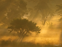 Zonnestralen tijdens gouden uur.