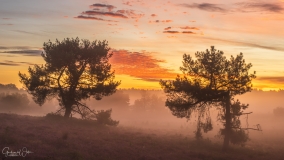 Trees with red sky.