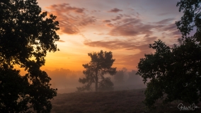 Foggy sunrise.