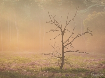 Dode boom tijdens zonsopkomst.