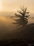 Moody tree in the fog.