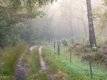 Foggy lane.