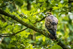 Buizerd.